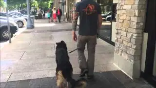 Austin Dog Training (512) 927-9443 Precision K9 Work