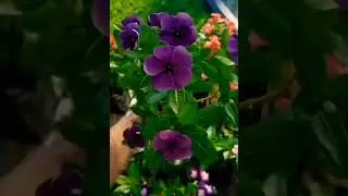 Catharanthus Roseus Colorful Flower's🌼🌸 #colorfulflowers #catharanthus #gardening