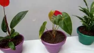 Conozca el Anthurium