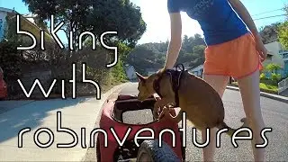Testing the Doggy Bike Trailer: Solvit Hound About II with @robinventures