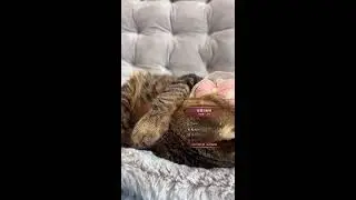 Pet vs. Laser Battle Live｜Petvsレーザー！ライブバトル｜宠物大战激光笔直播 2026-01-17 09:46:35