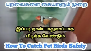 How to Handle Pet Birds in Hand ||Tricks to Safely Catch a pet bird without hurting in Tamil