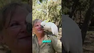 The Countere Guide to Animal Frens: Cockatoos