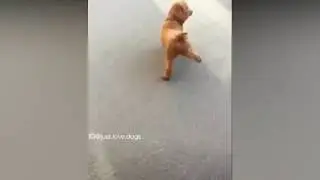 El perro de Michael Jackson