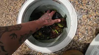 What do we find? Standard pool service.  #poolcleaner #pool #pooltechnician