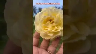 അഞ്ചു  മഞ്ഞ  സുന്ദരി  റോസുകൾ / 5 type  yellow roses