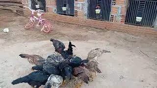 Curtindo a criação 