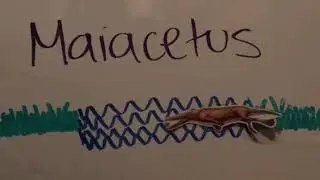 Evolutionary Timeline of the Whale