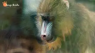 Mandrillo: Guida Completa, Curiosit&agrave; e Habitat Naturale! ANIMALI📢