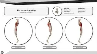 Hip external rotation