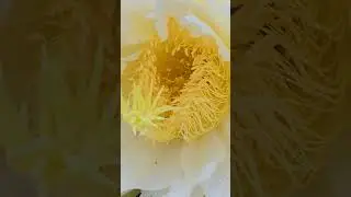 Why Wallace Ranch Dragon Fruit Bags Dragon Fruit Flowers