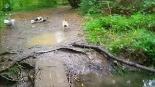 Molly, Baxter, Alby, Dougie & Pippa
