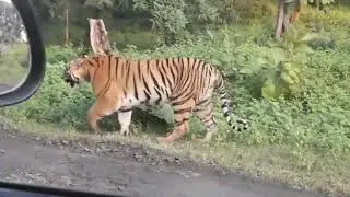 Amaravati melghat tiger