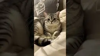bebt #cat #cute #adorable #bmp2 #kitten #bmnv #cutecat #bpmtv #funny #atbm