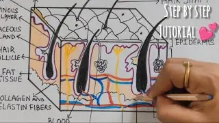 Skin diagram drawing / how to draw Labelled Skin diagram step by step / Human Skin diagram drawing