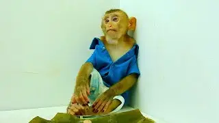Most obedient monkey Polee very calmly sit eating snack.