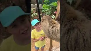 Это двупалый ленивец &mdash; эти удивительные создания изо всех сил пытаются выжить в дикой природе! 🌍🙌🏻