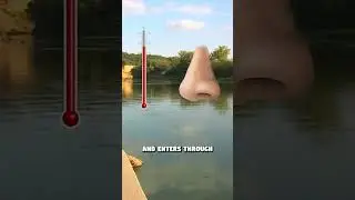 This Amoeba Eats your Brain - Naegleria Fowleri