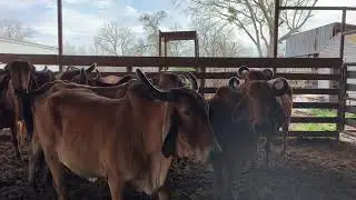 Foundation Gyr Cows