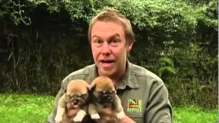These cute dingo puppies face extinction as a species, says zookeeper