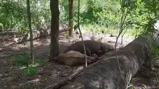 kerasnya alam liar, komodo makan rusa hidup-hidup