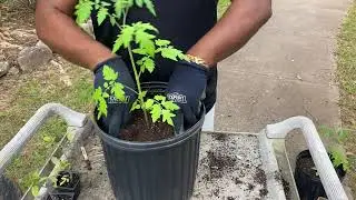Indeterminate vs Determinate Tomatoes | Project G.R.A.P.E.