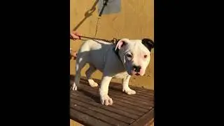 SALABULLYS DON DINGO (Galibully Don Vito X Galibully Lil Panda)
