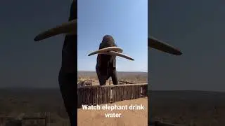 Watch the #elephant #drinking #water #southafrica #cometravelwithme #bayetezulu #rambo #rachel