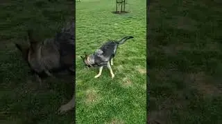the reality of a working line gsd