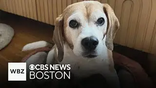 Dog swallows rat poison in Boston neighborhood