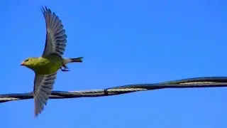 IECV NV #634 - 👀 American Gold Finch Sitting Up On The Power Line Enjoying The Day 🐤6-18-2018