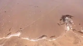 صوت البحر شاطئ عين الدياب
