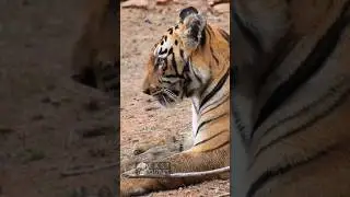 #eastquest #wildlife #tigers #bigcats #animalsofinstagram #tigersofindia #wilderness
