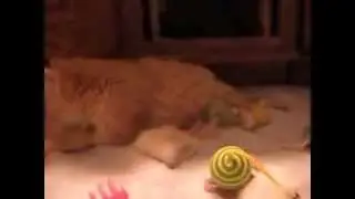 Frosty the Frozen Kitten is HOME. 1-15-2014