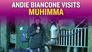Check in with Undefeated Honeybee (G3) Contender MUHIMMA