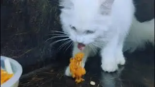 Vegetarian-MollyCat