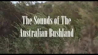 Australian Bushland Meditation