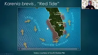Taking a Closer Look: Harmful Algal Blooms in the Indian River Lagoon