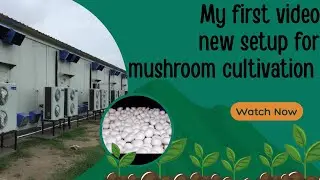 MY FIRST VIDEO NEW SETUP FOR MUSHROOM CULTIVATION  STEP-BY-STEP