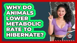 Why Do Animals Lower Metabolic Rate To Hibernate? - The Everyday Why