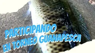 4. PESCA de GUAPOTES y MACHACA ||Participando en el Torneo de GuanaPesca