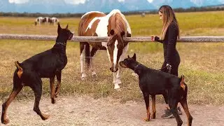 The Top 10 Depression Fighting Dog Breeds