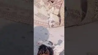 Aseel chicks fight training
