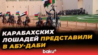Карабахских лошадей представили в Абу-Даби - Baku TV | RU