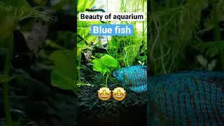 Blue fish 🐟 in aquarium | unreal aquarium fishes | #shorts #shortsfeed #fish #bluefish #4knature