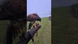 26 f&eacute;vrier 2024 #chasse #rapaces #buse #buse de harris