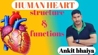 HEART and it's FUNCTIONS