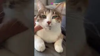 How Cats Show Their Love #cat #petcare  #cute #kitten #catlovers #petlovers #catlover