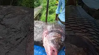 20KG BIG CATLA FISH CUTTING SKILLS