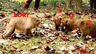 Wow!! Why pregnant monkey April so angry call Daisy&Vinnie fight Loki like this